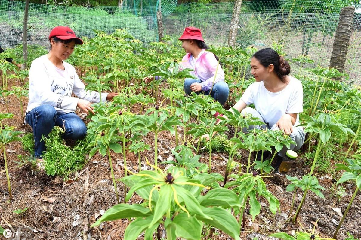 重楼最新价格动态与市场深度解析