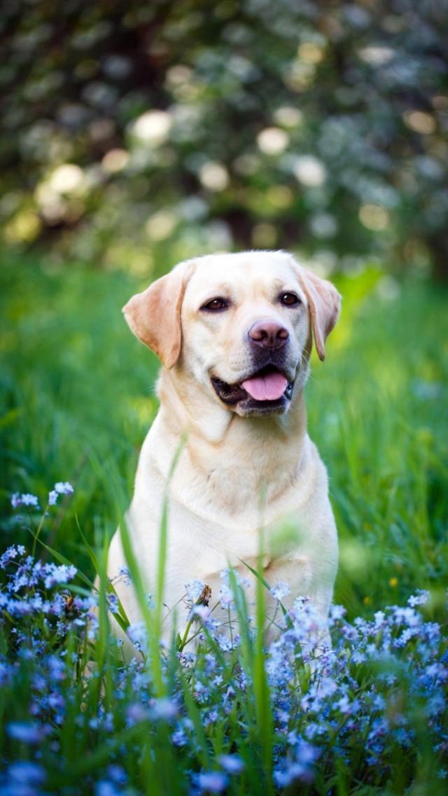 最新科目犬全方位解读与选择指南，训练犬只出售