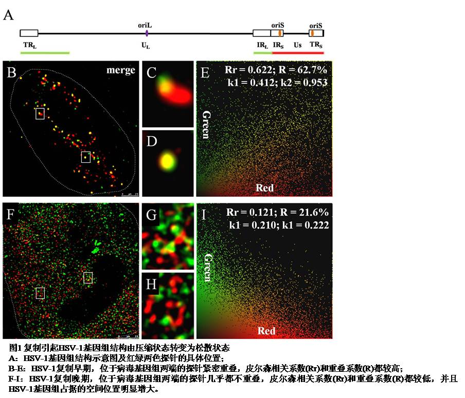 HSV病毒最新科研成果综述报告