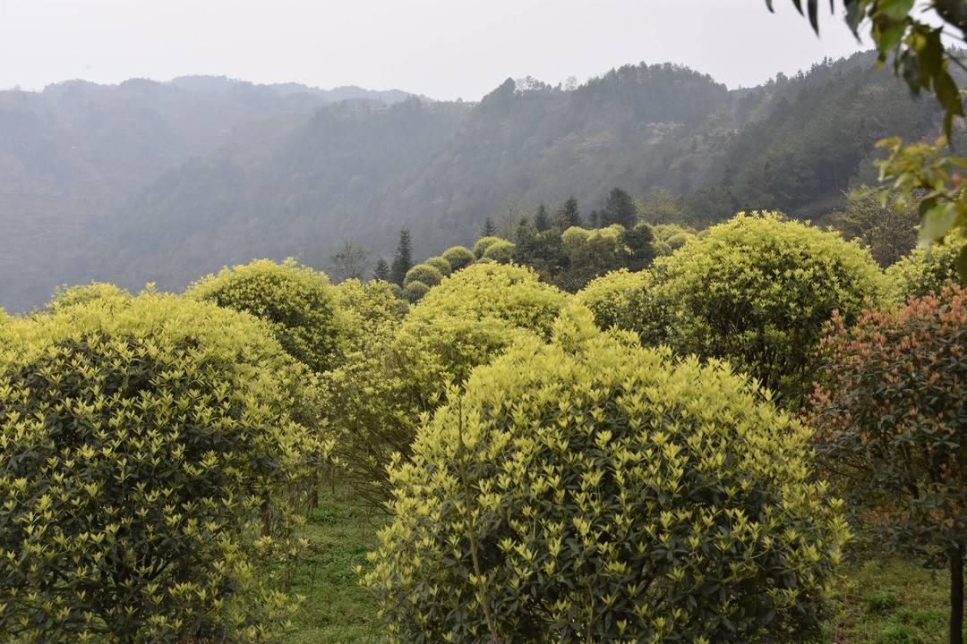 盘山县林场交通新闻更新